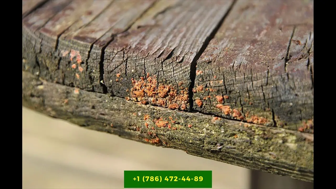 How to stop mold from growing on wood windows? Call us now ...
