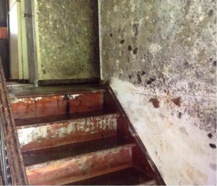How To Stop Mold From Spreading