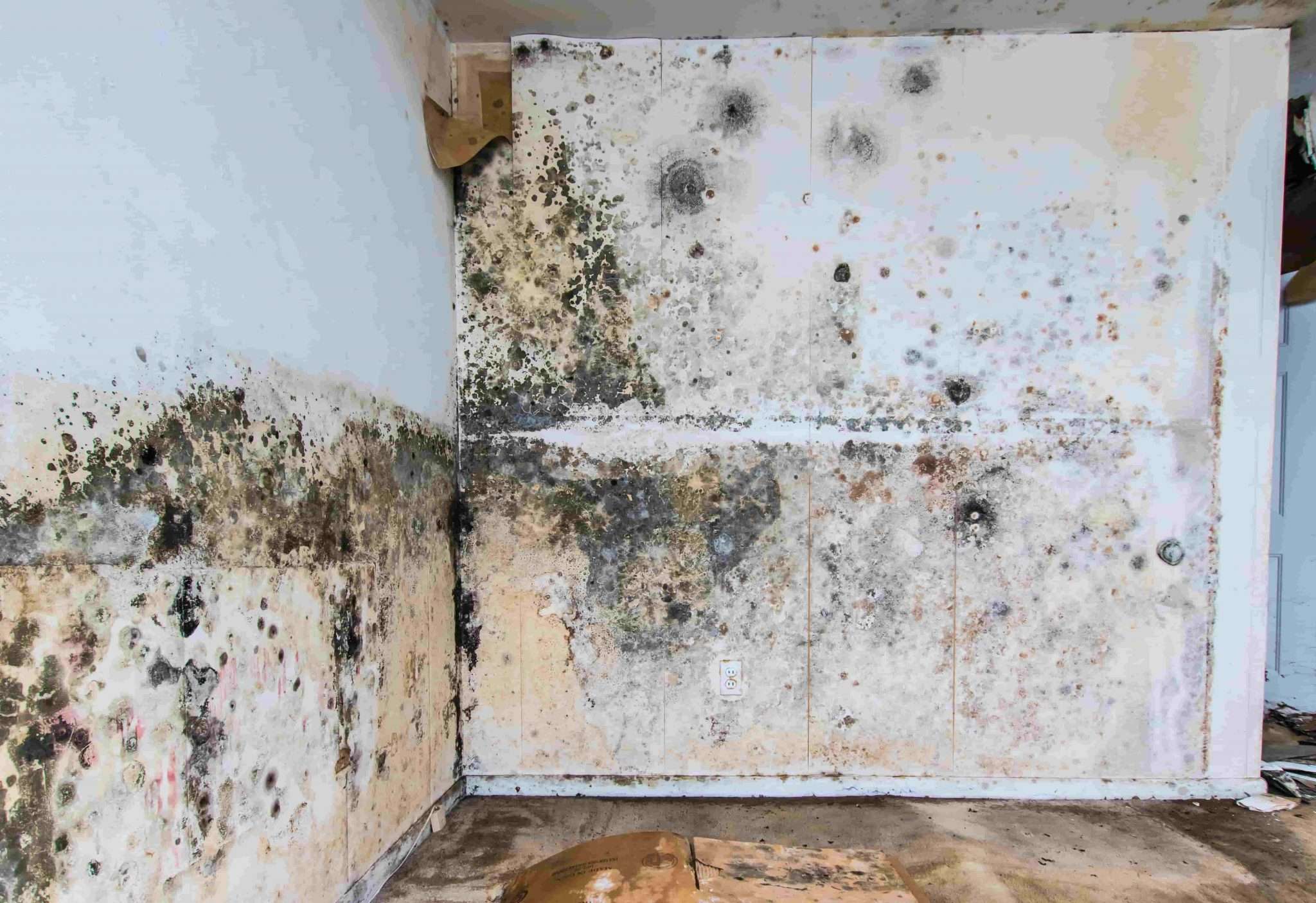How to Tackle Mold after Water Damage?
