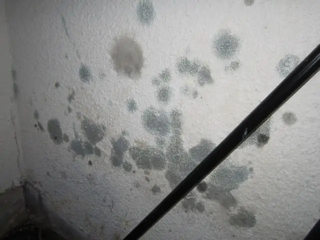 How to Tell: Good Mold or Bad Mold?