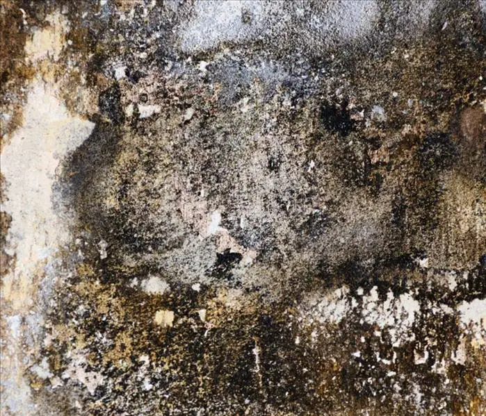 How to Tell if its Black Mold?