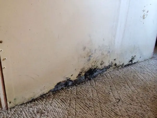 How to tell if there is mold in your house