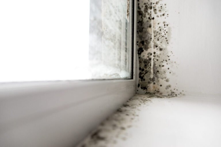 How to Tell if You Have a Mold Problem