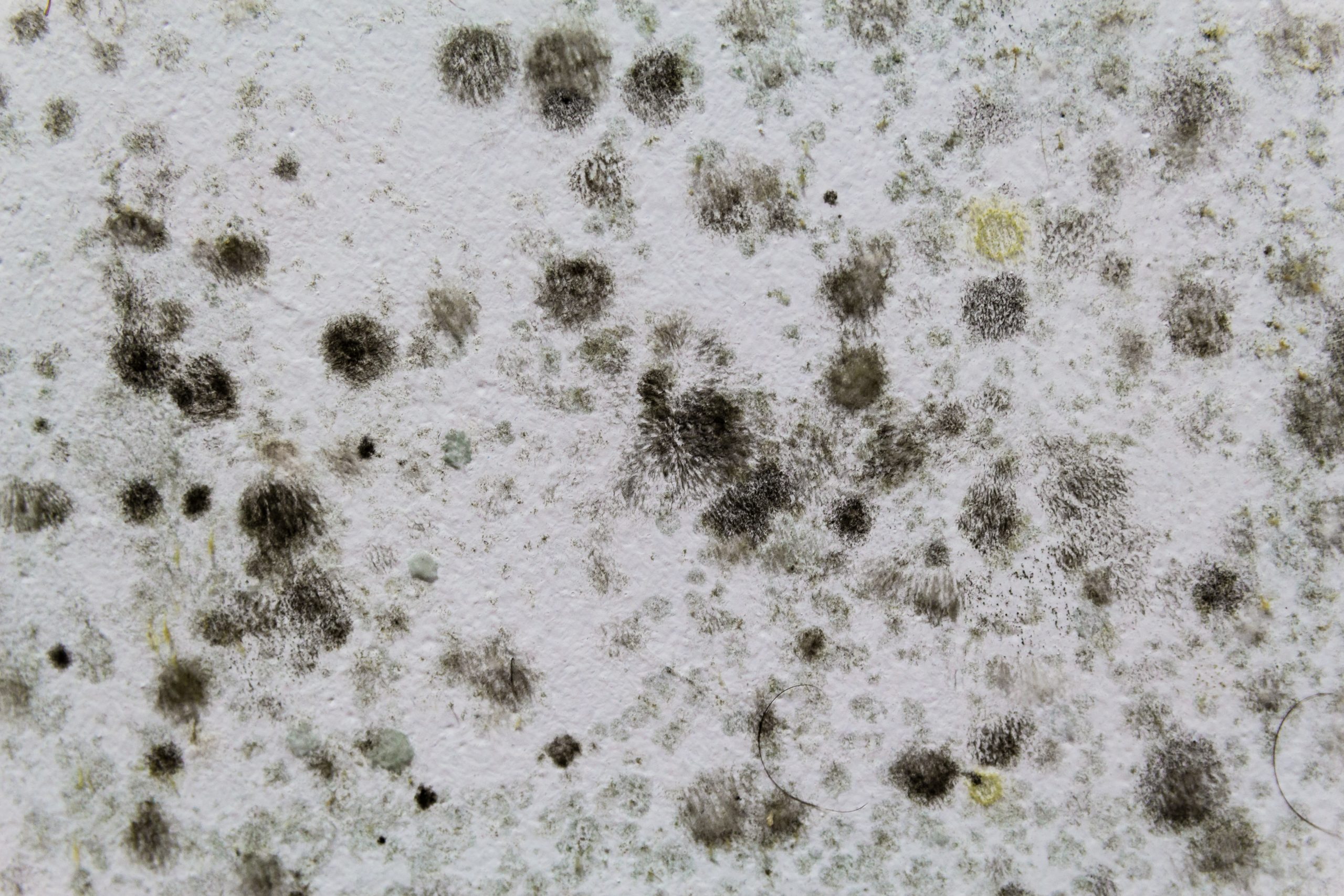 How To Tell If You Have Black Mold Growing In Your Home ...