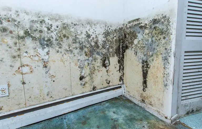 How to tell if you have mold damage in your home