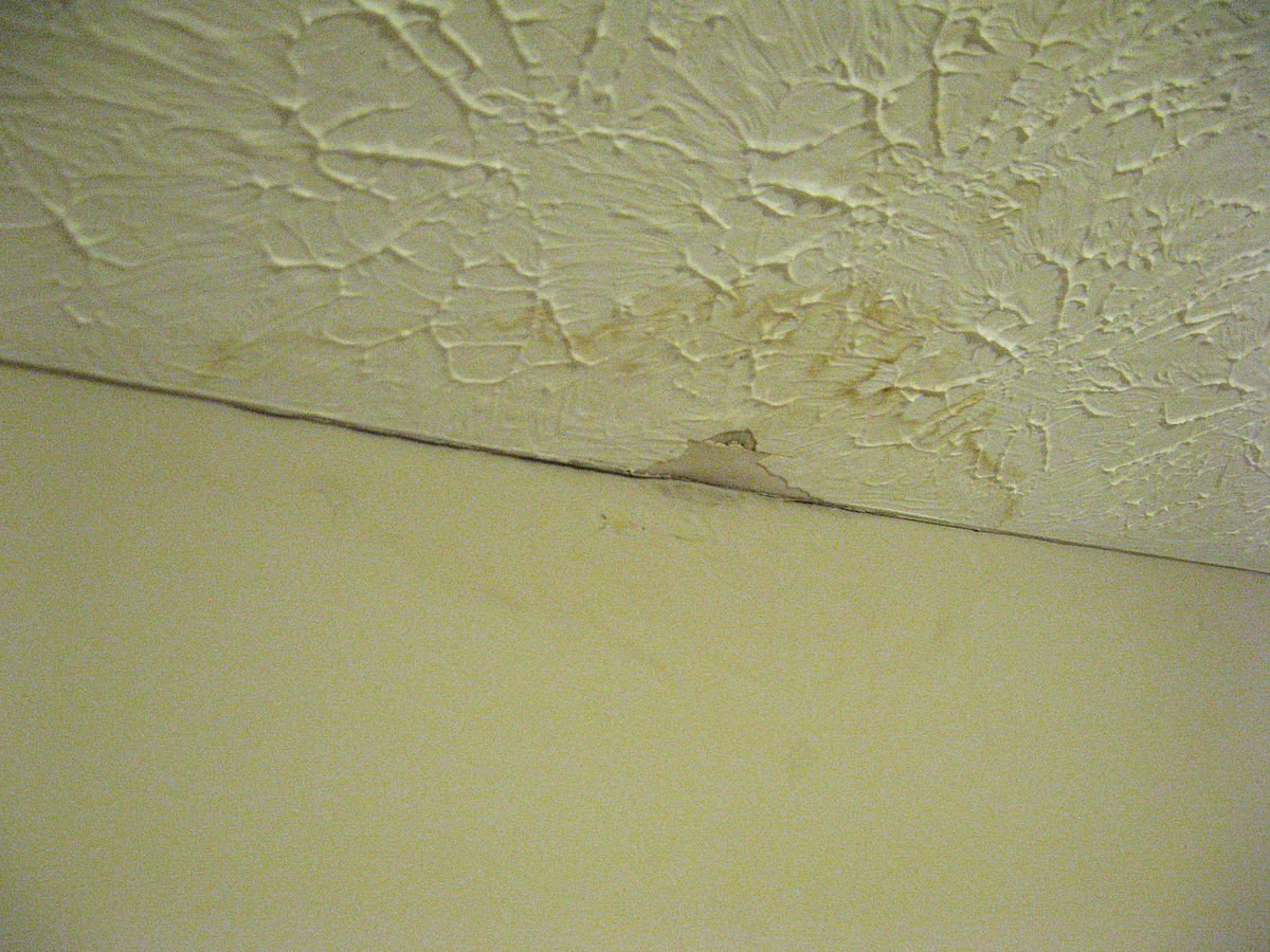How to tell if your apartment has mold (and how much it will cost to ...