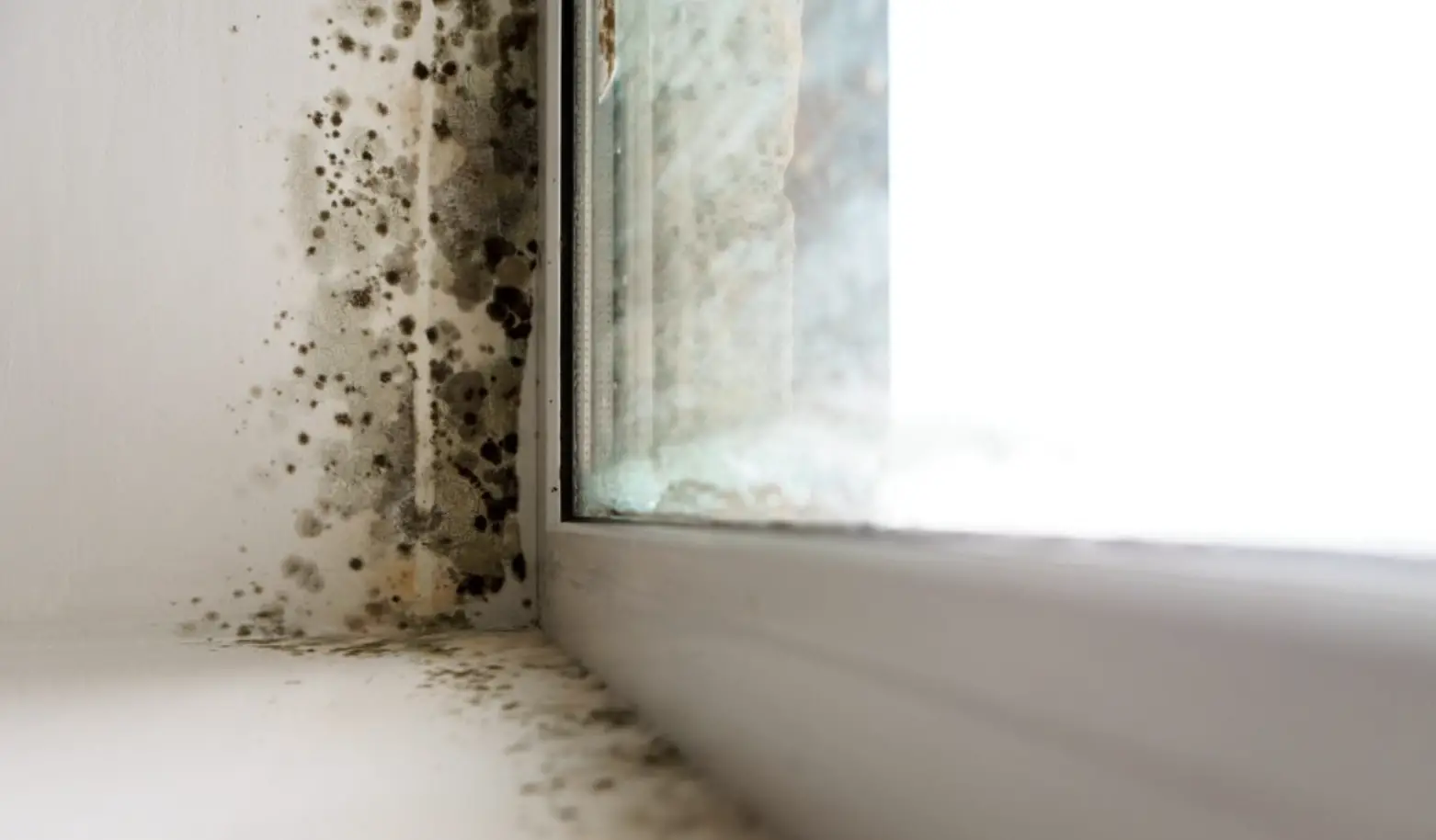 How to Tell if Your Home Has a Mold Problem