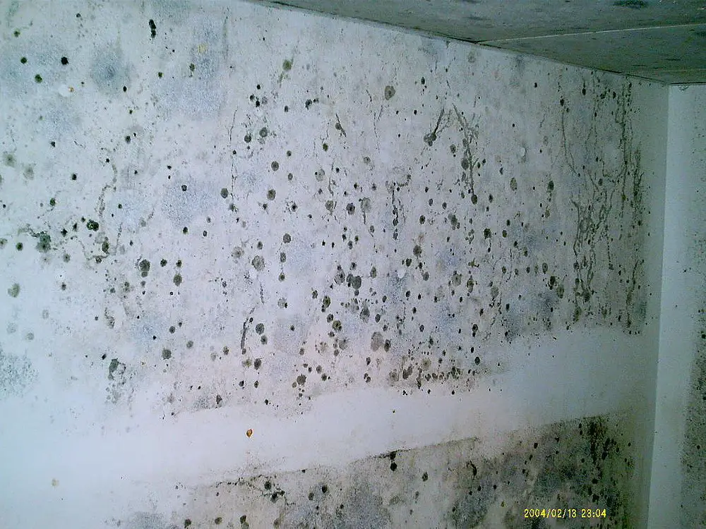 How to tell the Difference between Mold and Mildew