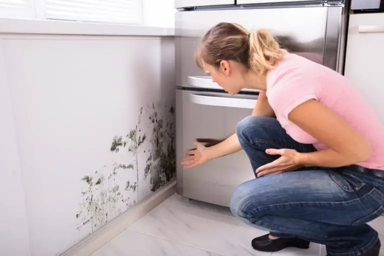 How to Test for Mold In Your Apartment