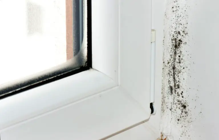 How To Test For Mold In Your Apartment