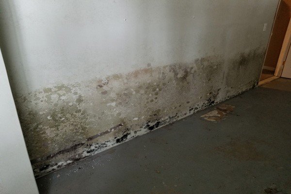 How To Test For Mold In Your Home  Does My House Have ...