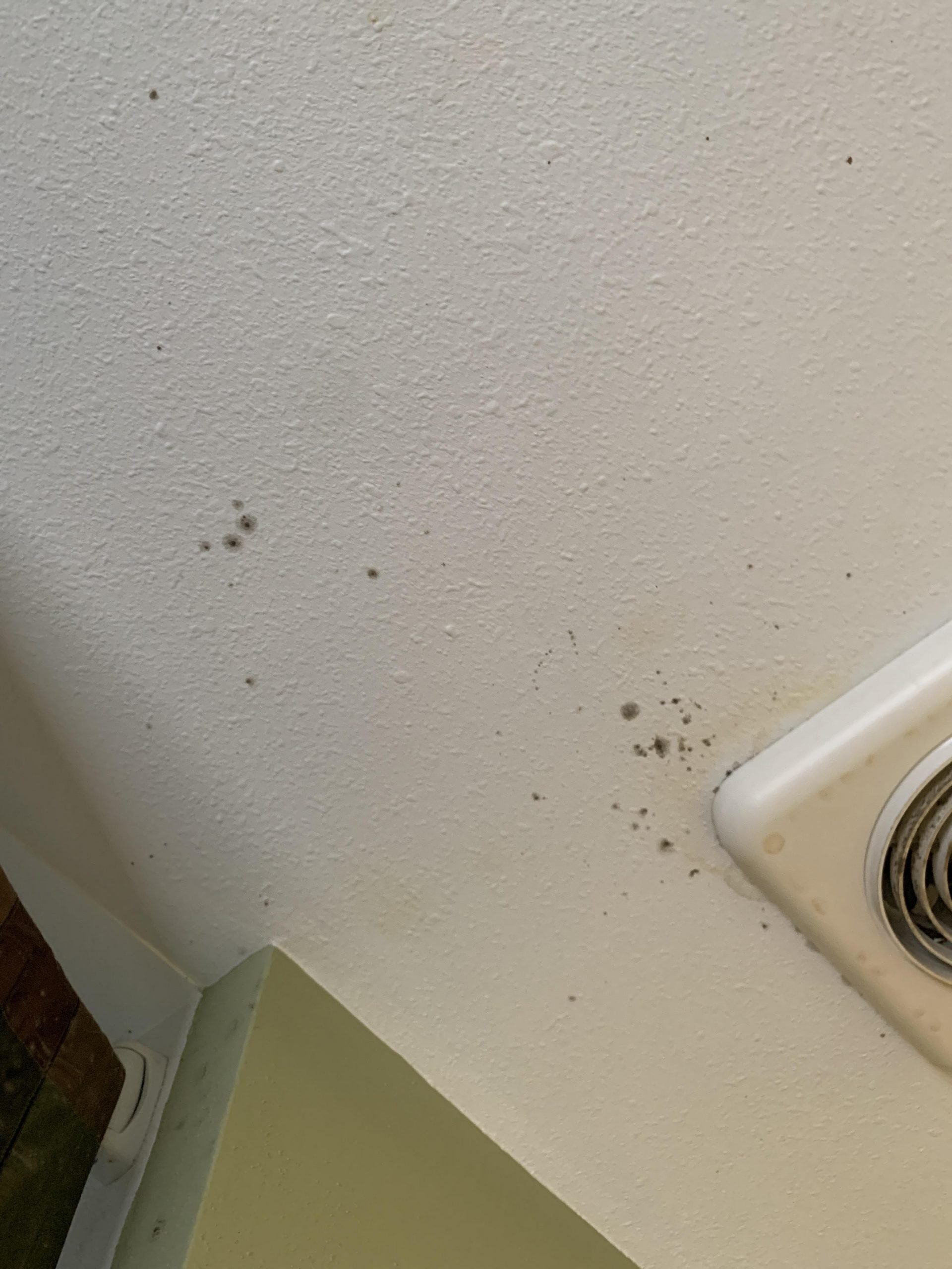 I just found this on the ceiling of my bathroom, is this mold? : Mold