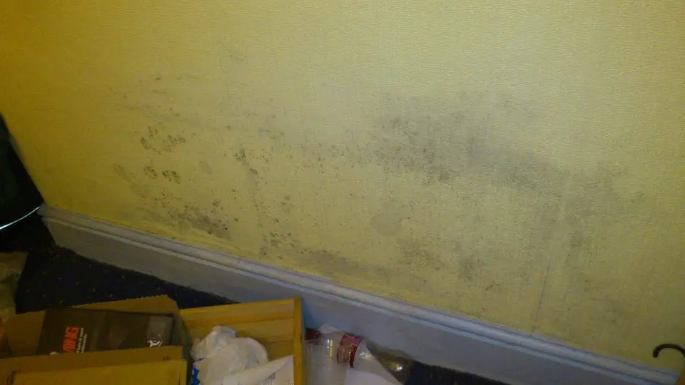 I just moved my bed to find this mold on my wall. Reddit ...