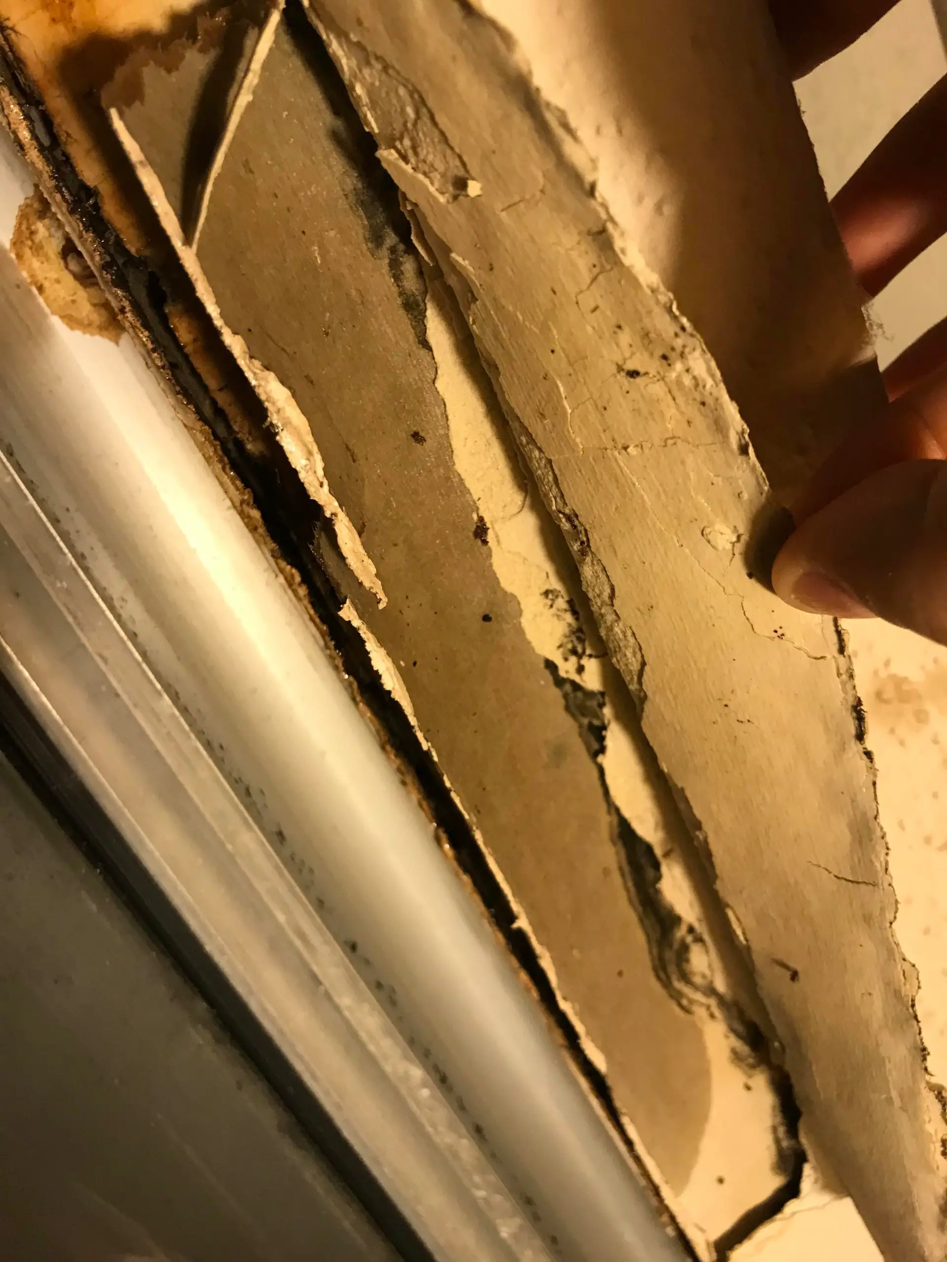 I think I found mold in my apartment! : Mold