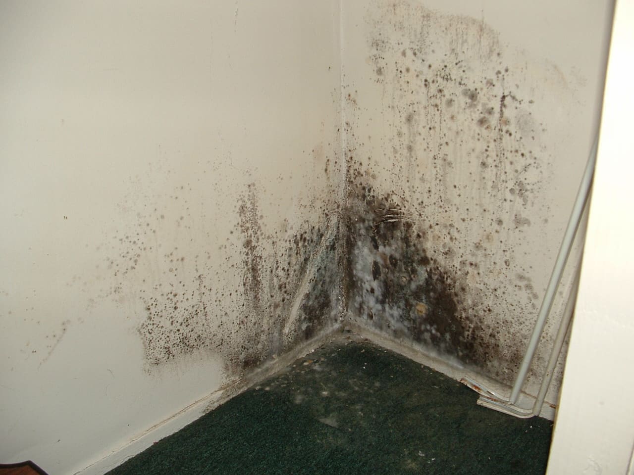 Identify Mold in your Home
