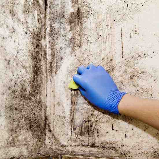 Identifying and Getting Rid of Black Mold