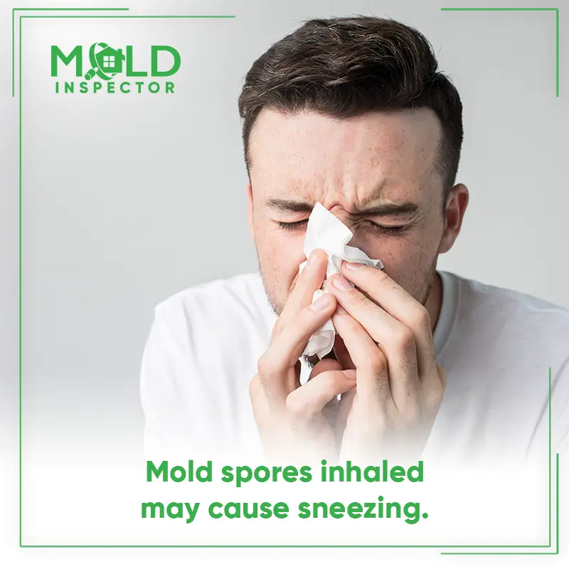 If you have a mold allergy, your immune system overreacts when you ...