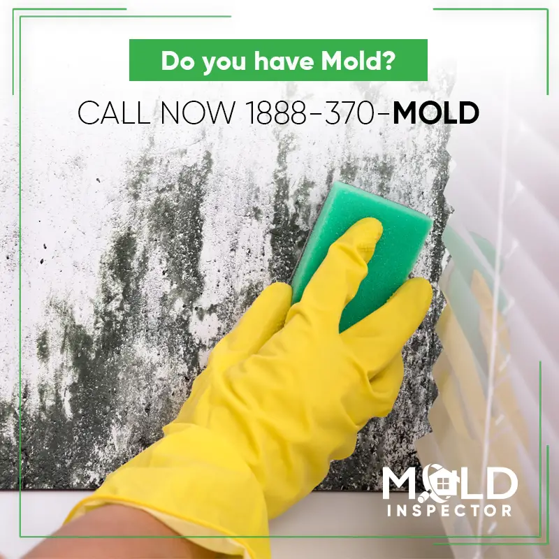 If you have visible signs of mold in your house and mold growth that ...