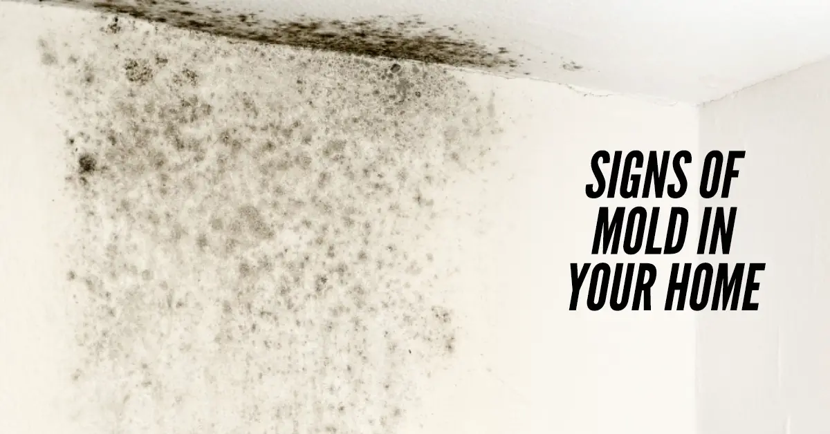 Image 40 of Signs Of Black Mold In Your House