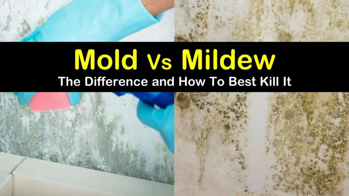 Important Differences Between Mold &  Mildew &  How to Clean Them