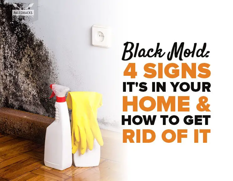Information About Black Mold And How To Remove It ~ Easy Health