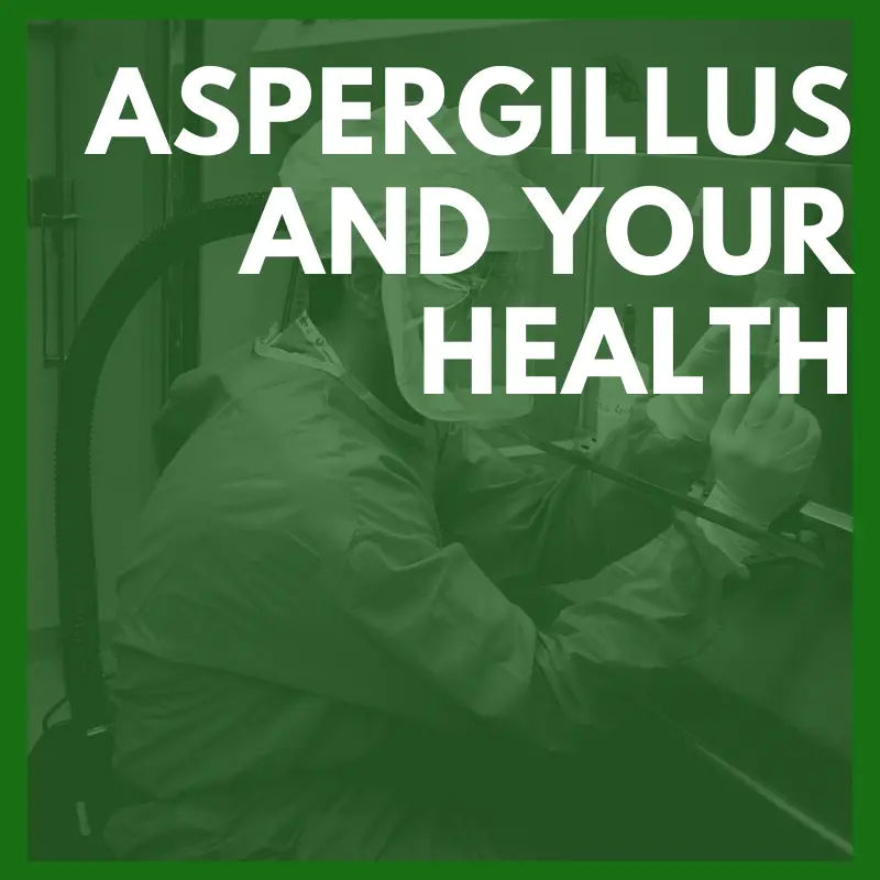 Is Aspergillus Black Mold Or Common Mold?
