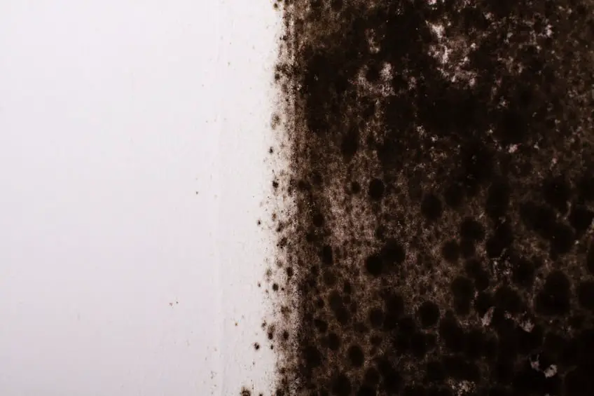 Is Black Mold Dangerous and Why?