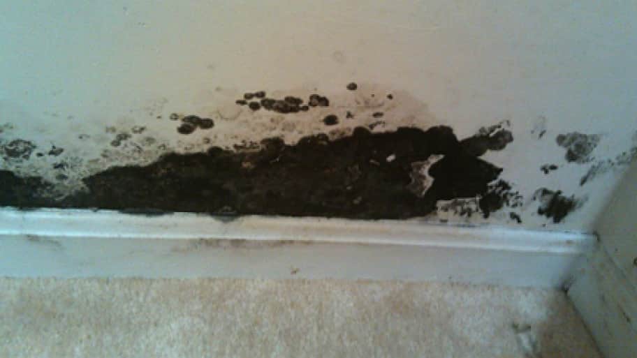 Is Black Mold Lurking in Your House?
