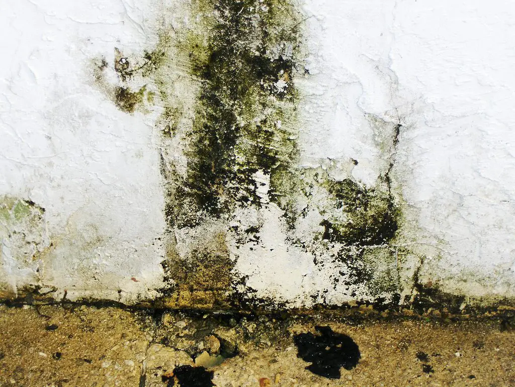 Is household mold causing your skin problems?