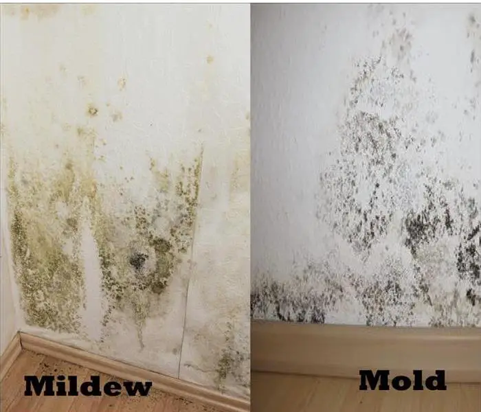 Is It Mold or Is It Mildew?