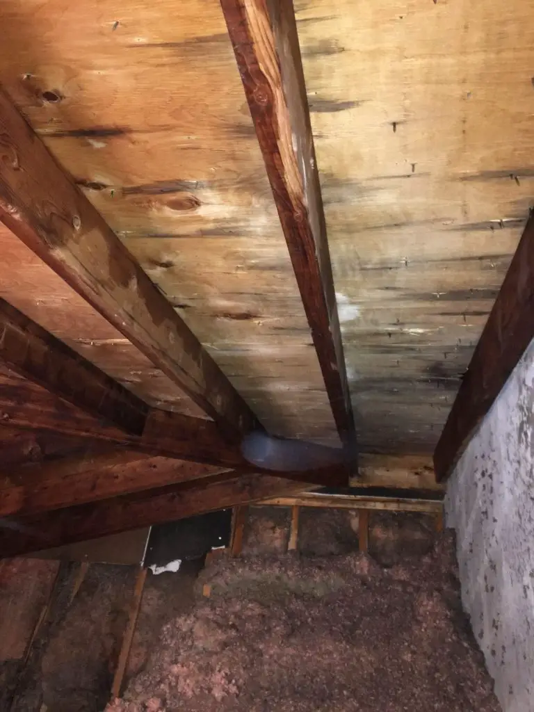 Is mold in your attic?