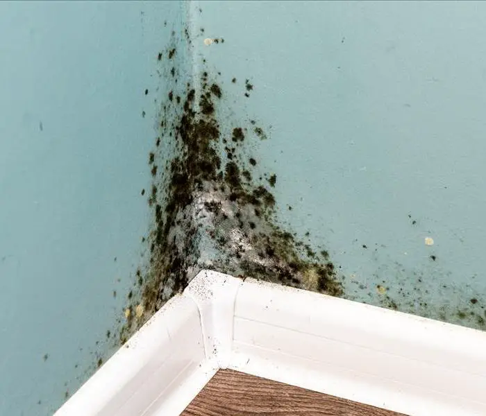 Is Mold Spoiling Your Tucson Home?