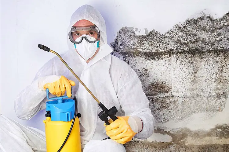 Is Mold Testing Necessary for Your Home? How to Test for Black Mold at Home