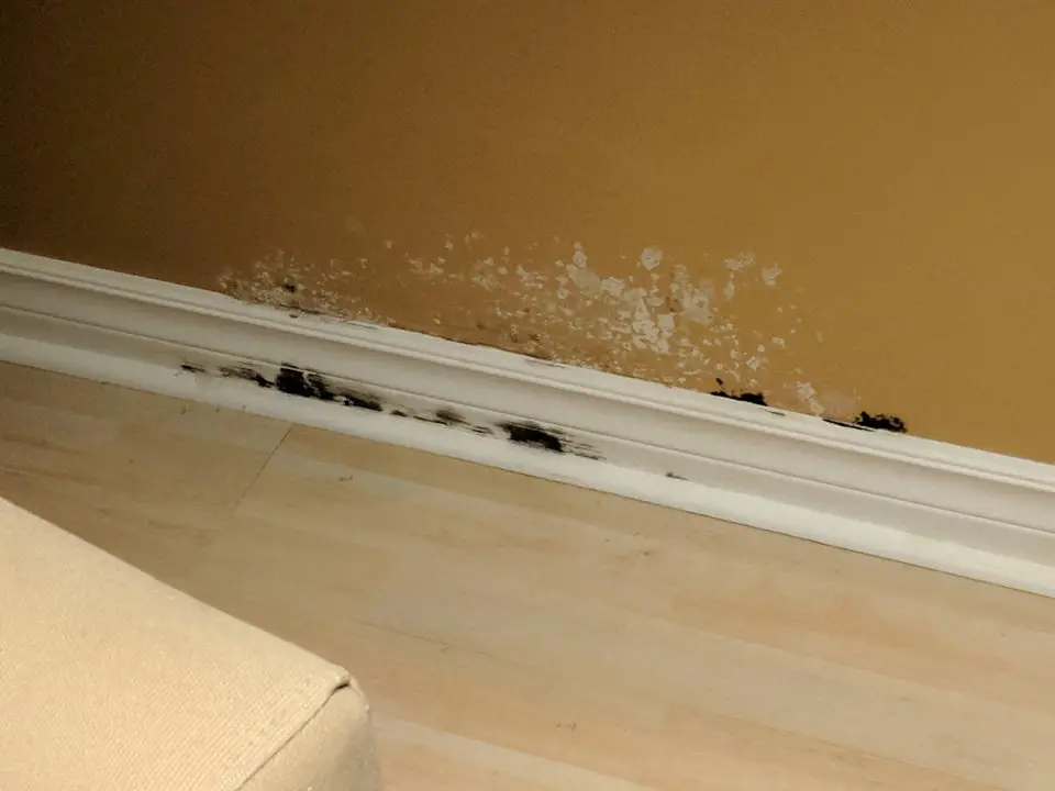 Is this black mold? Never had an issue with mold before ...