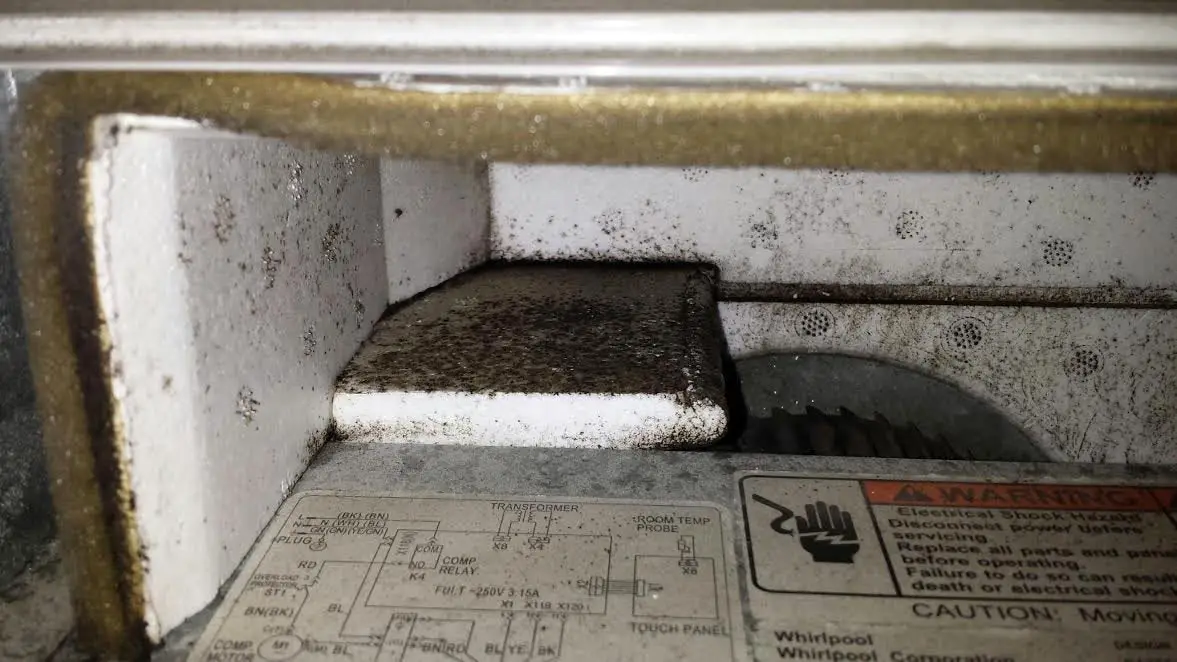 Is this mold in my AC? Should I be worried ...
