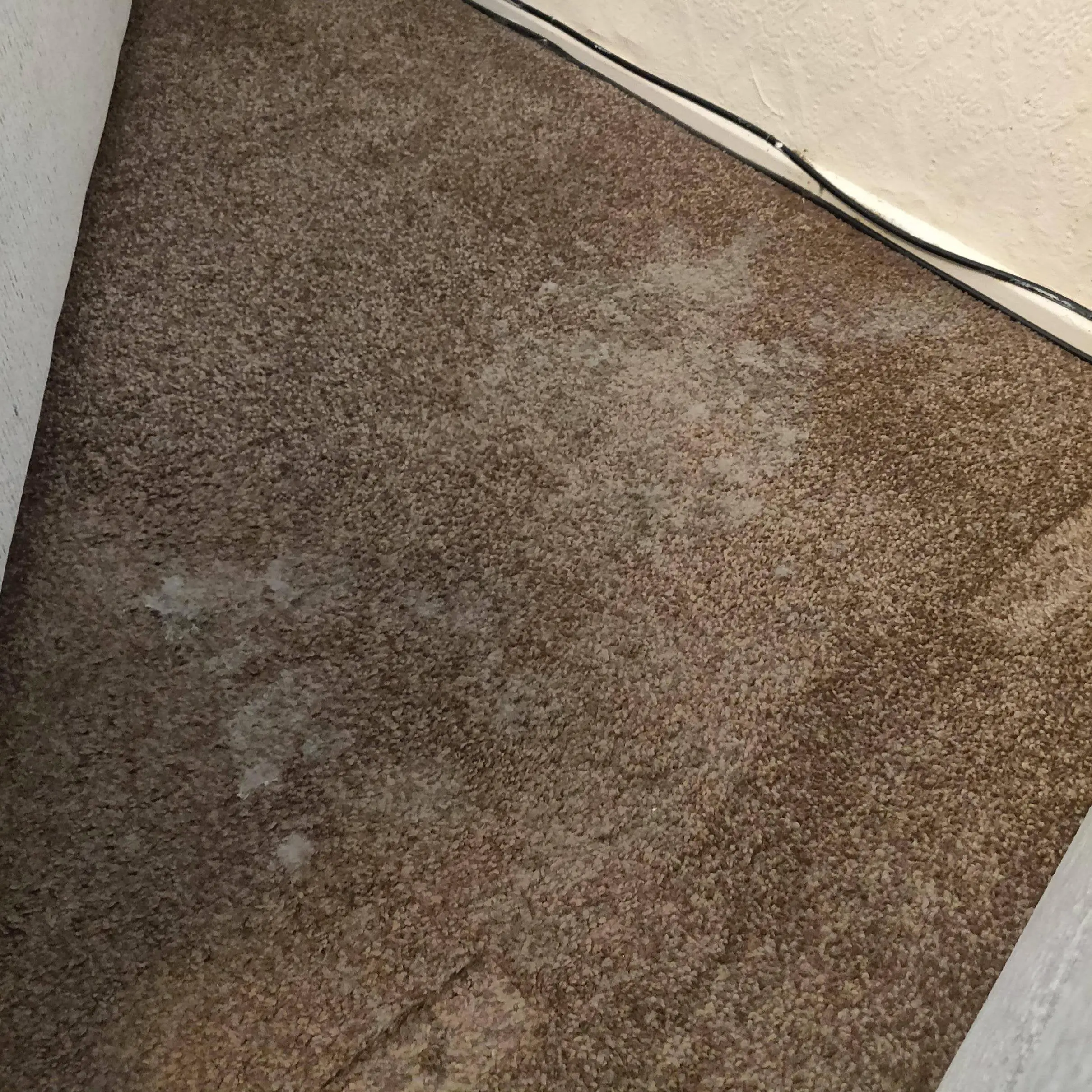 Is this mold on my Brother in laws Carpet? Carpet feels wet once it