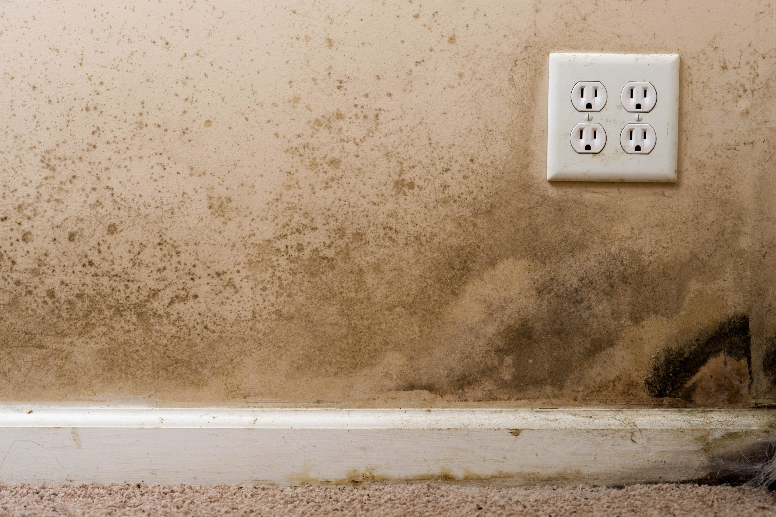 Is Your Home a Death Trap? How Mold Affects Your Health ...