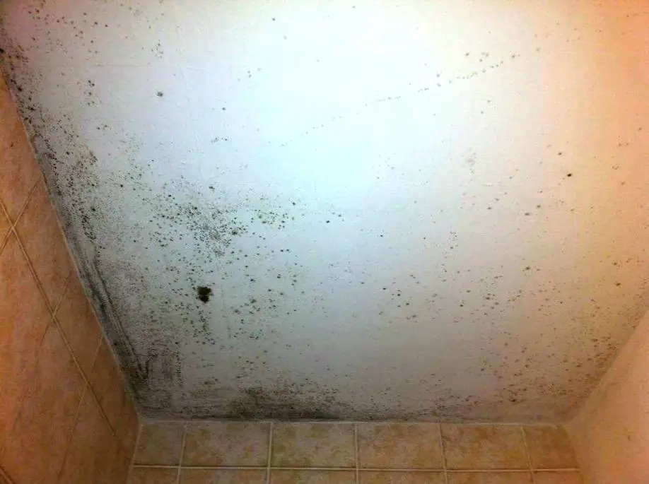 Kill Black Mold Lingering On Your Bathroom Ceiling In 20 Minutes ...