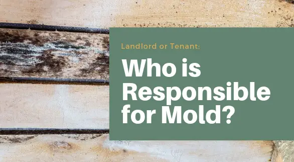 Landlord or Tenant: Who is Responsible for Mold?