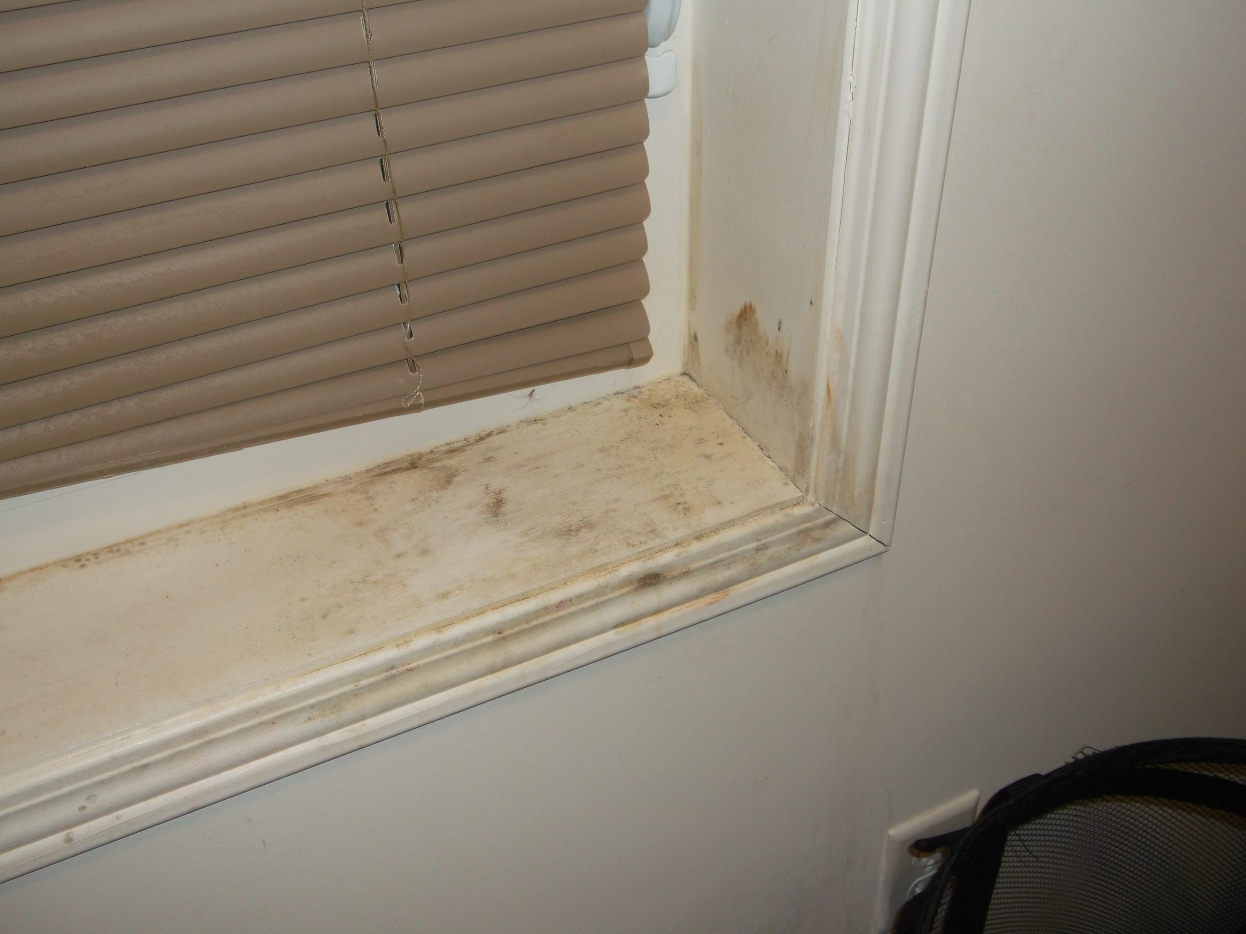 Learn How to Get Rid of Mold From Every Home Surface