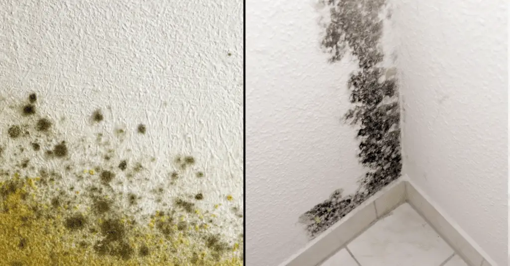 Mildew vs Mold â Whatâs the difference?