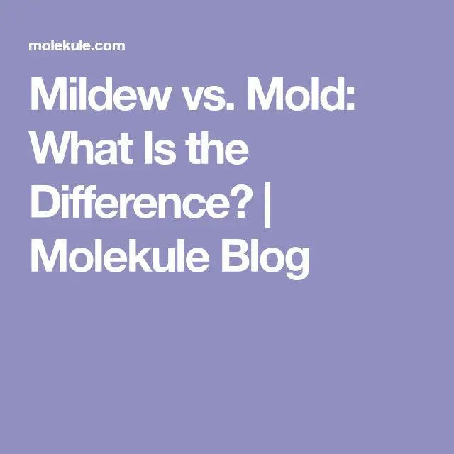 Mildew vs. Mold: What Is the Difference?