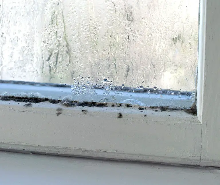 Mold: A Stealthy Assassin Living in Your Home