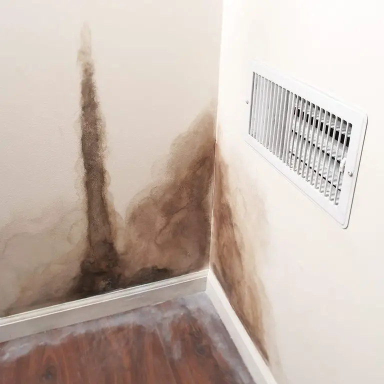 Mold and Mildew Cleaning and Repair