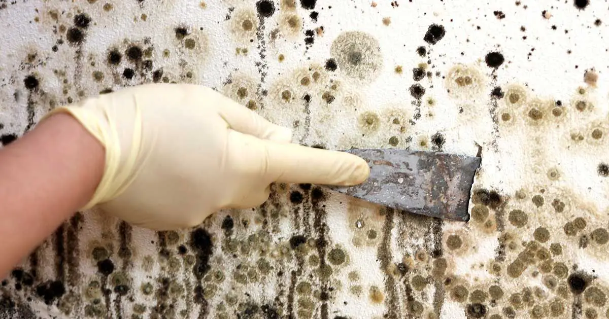 Mold can be the cause of a whole host of health problems. Here is why ...