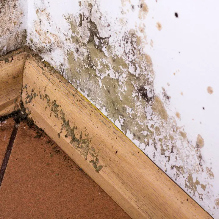 Mold can cause serious health issues for you and your family. Here is a ...