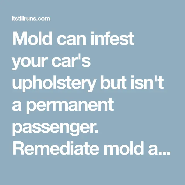Mold can infest your car