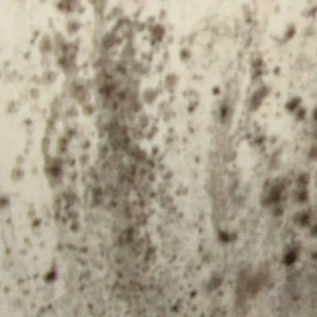mold covered by insurance