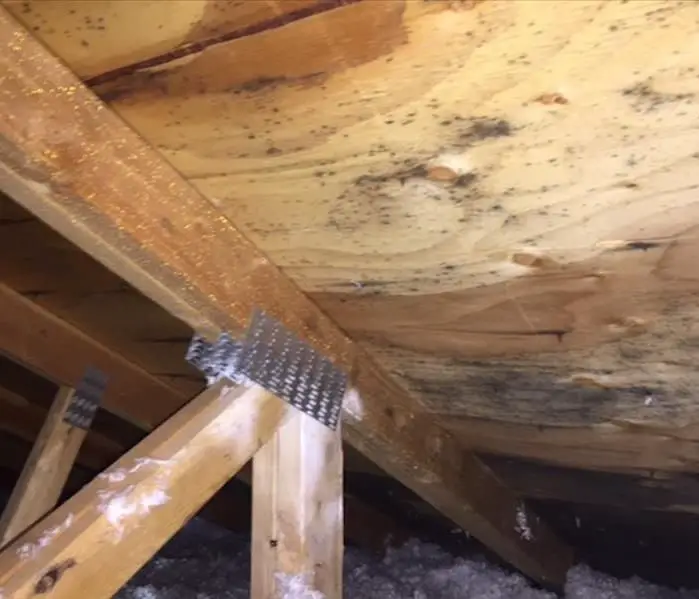 Mold found in an attic!