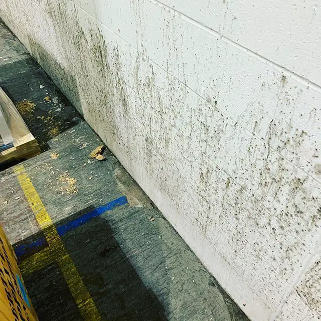 Mold growing on concrete walls #columbusohio #moldremoval #moldtesting ...
